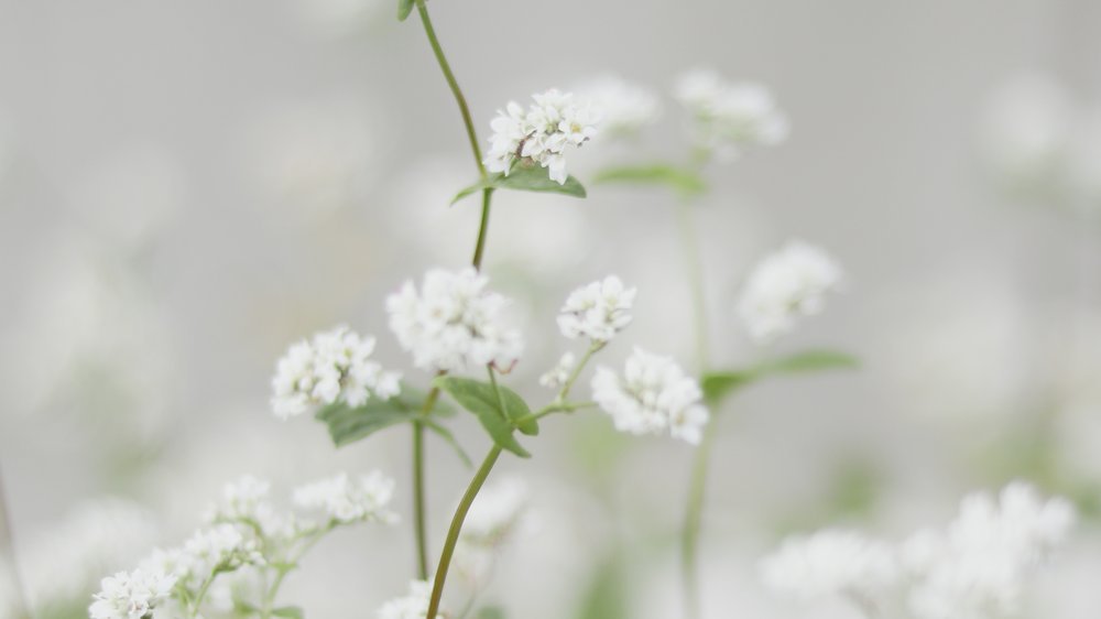 gartenbeleuchtung solar ideen