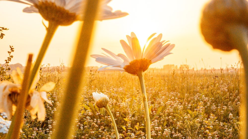 gartenbeleuchtung solar ideen