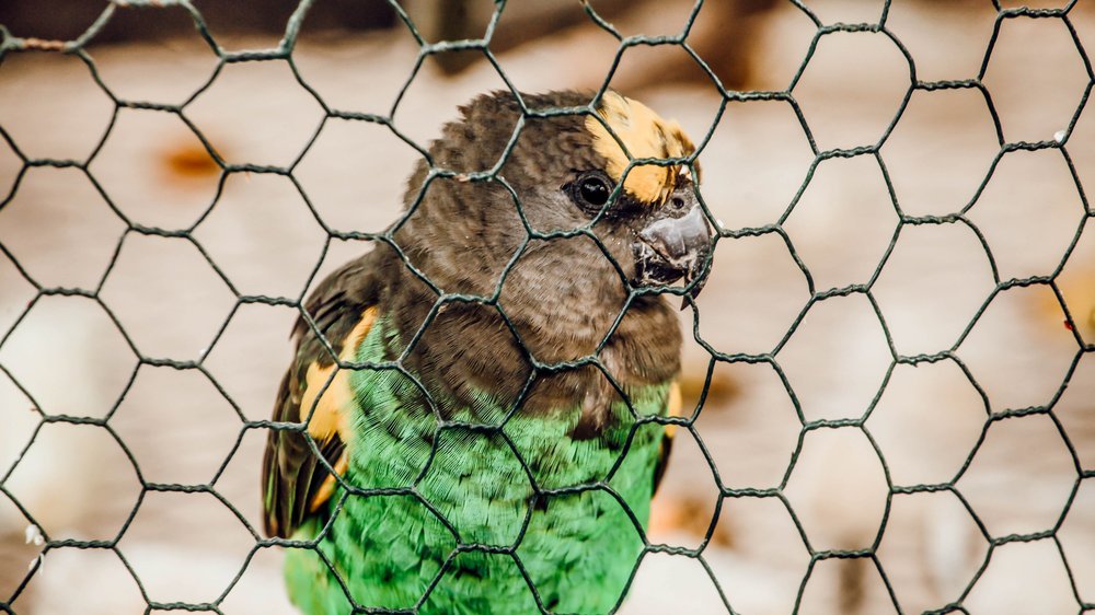 photovoltaik vogelschutz