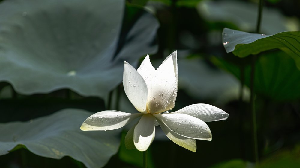 solar lotusblüte