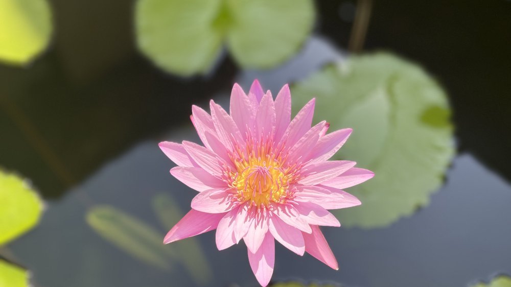 solar lotusblüte