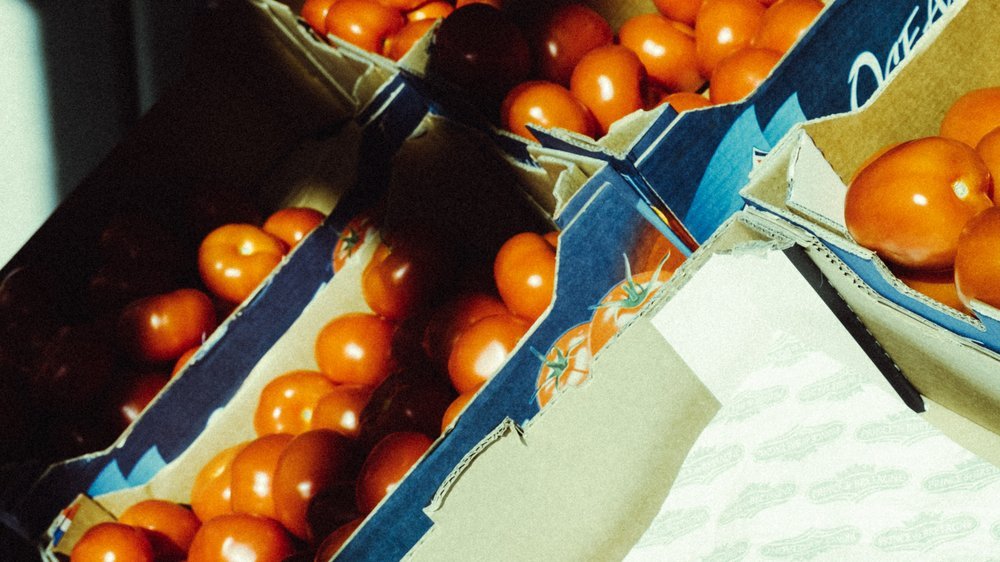 wieviel sonne brauchen tomaten